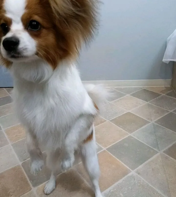 ♡本日のトリミング♡⁠~岡崎トリミングサロン~